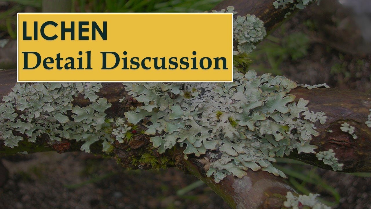 LICHEN || Introduction, Morphology, Reproduction and Importance ||