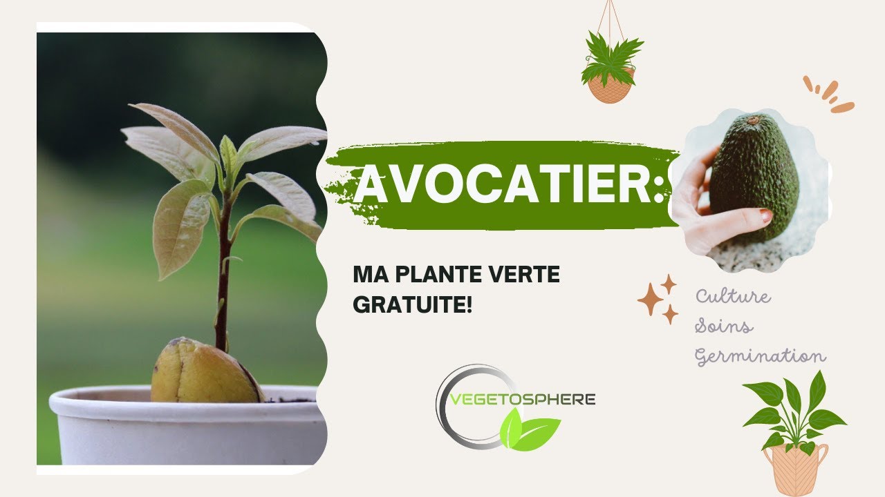 Avocatier  la plante verte qui vous fait une jungle gratuitement! #avocat #avocats #vegetosphere