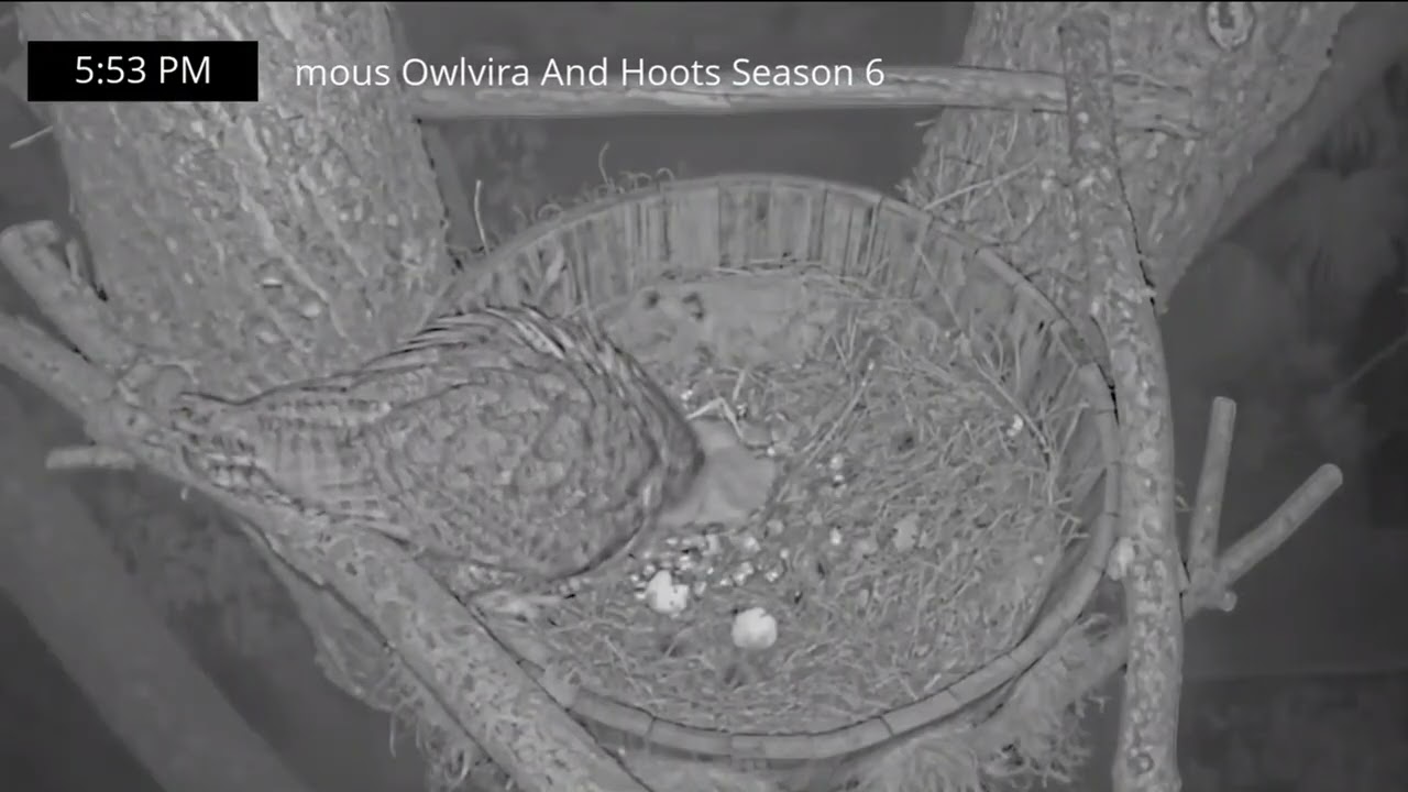 🐥🐥🐥🐥Great Horned Owls, Corona, California 2026/02/04