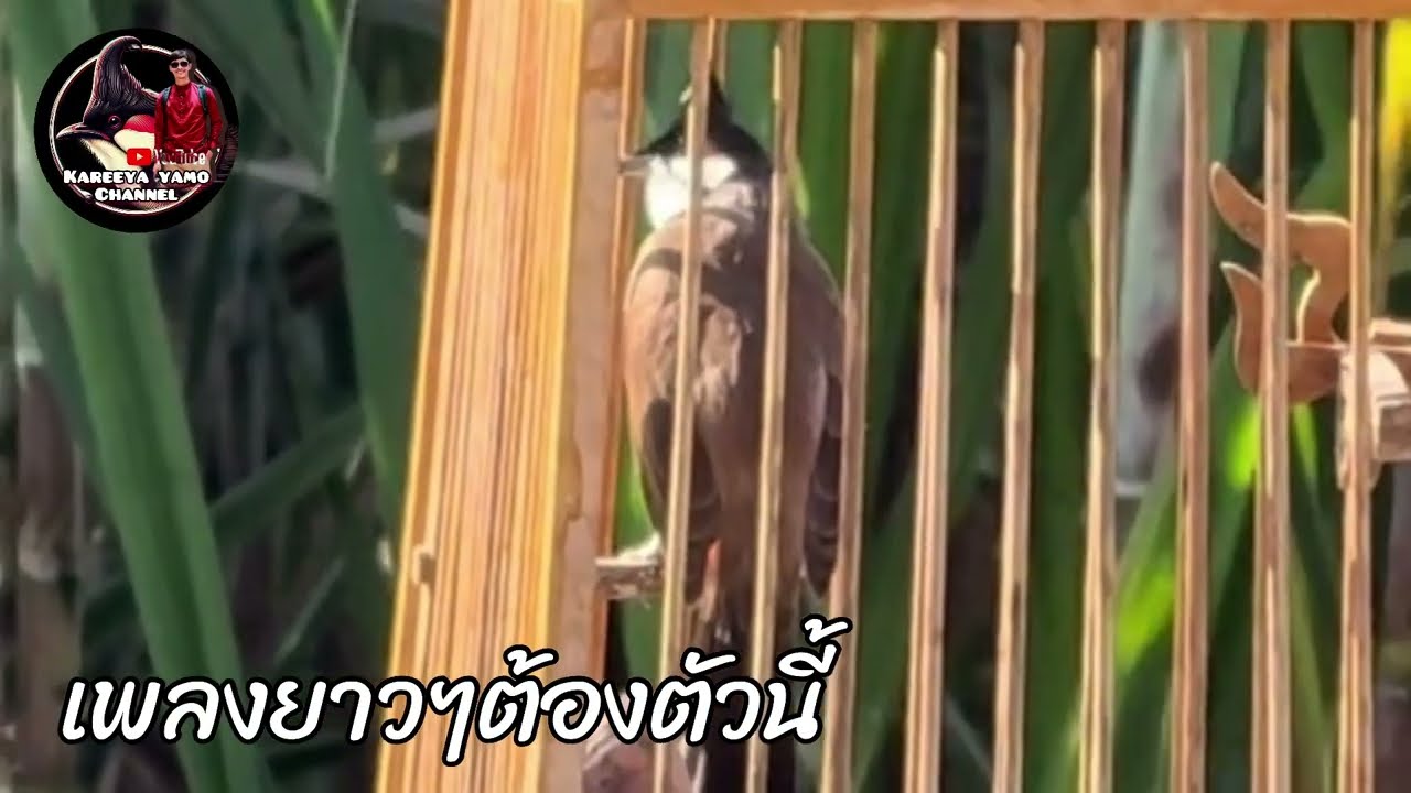 นกกรงหัวจุก ร้องเบิ้ล/เพลงยาว