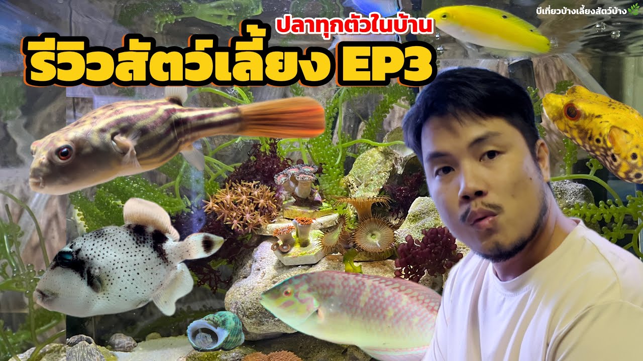 รีวิวสัตว์เลี้ยง EP3 พาดูปลาทุกตัวในบ้าน