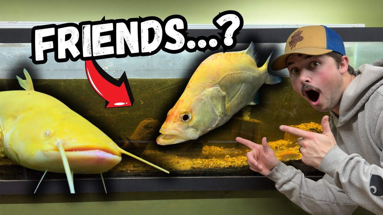 I Put Two Albino Monster Fish Together… Was This a Mistake?