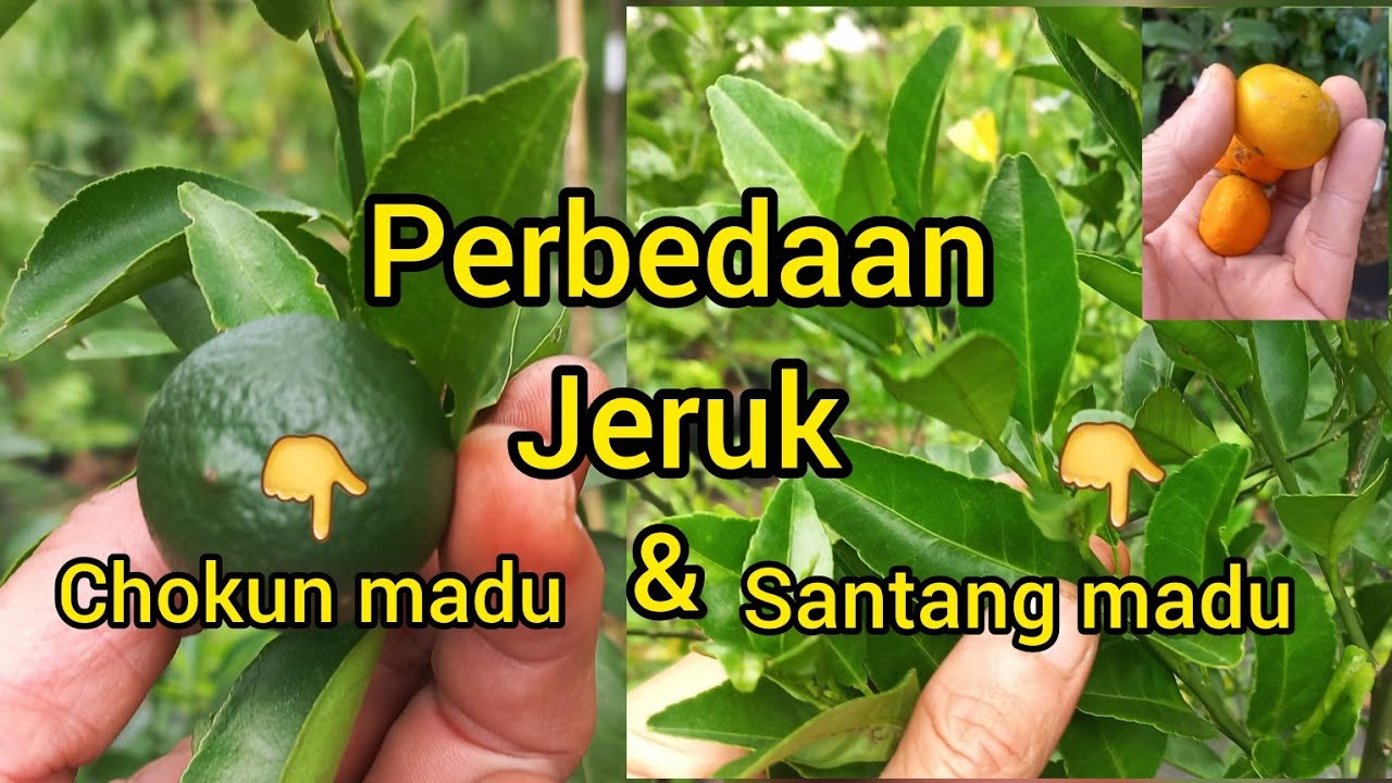 PERBEDAAN JERUK SANTANG MADU ASLI DAN JERUK CHOKUN MADU