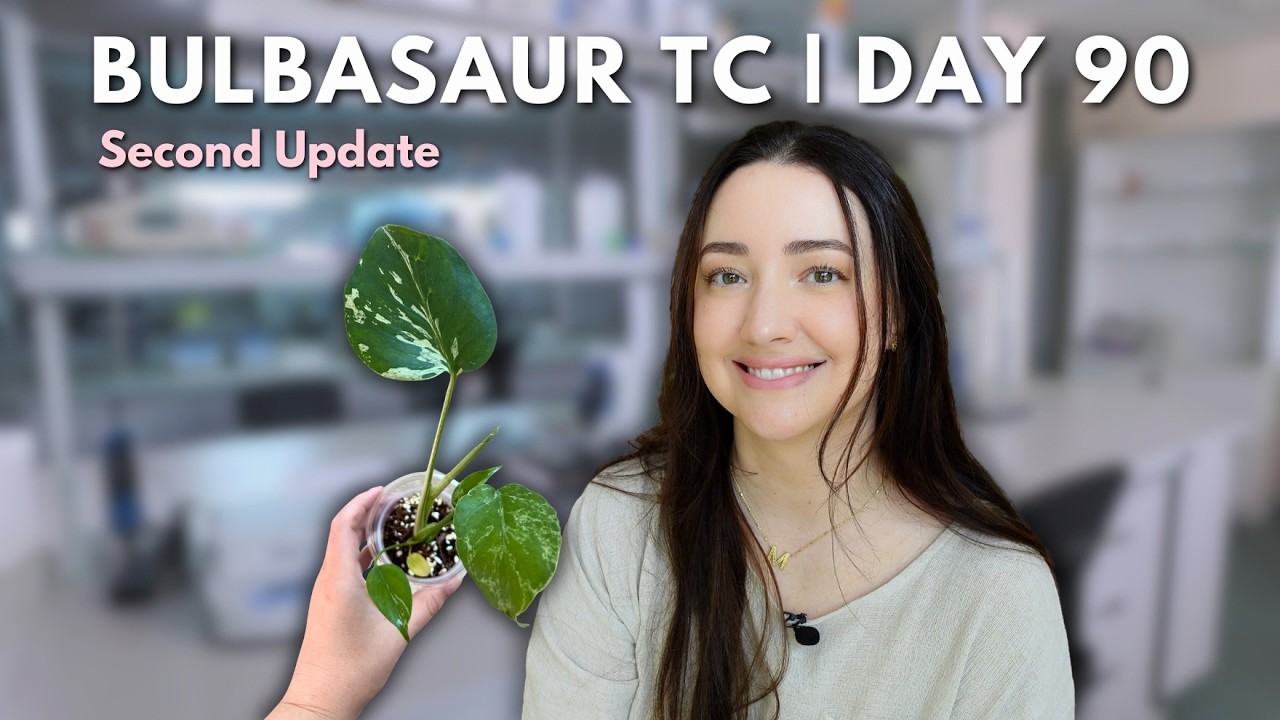 Growing Monstera Bulbasaur From Tissue Culture 🧪| Day 90 Update