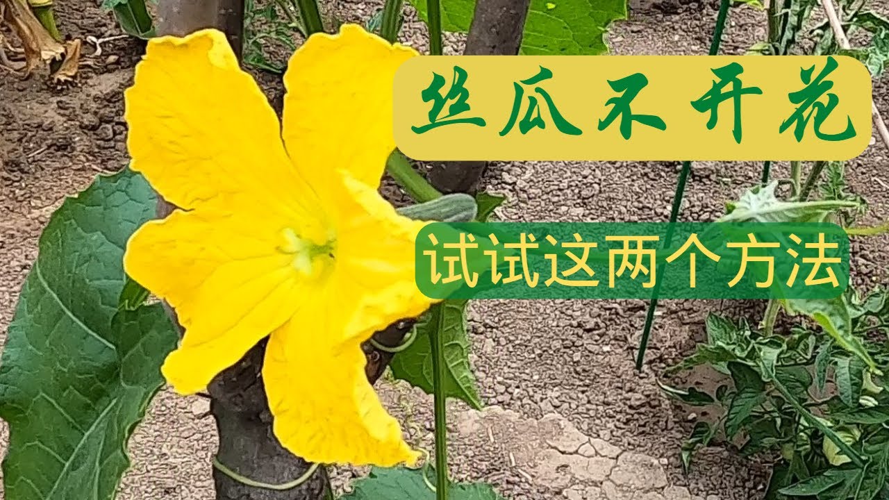 【丝瓜种植】今年种丝瓜前试试这样做  解决丝瓜不开花的2个方法