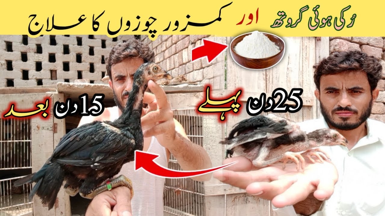 Kamzor chicks ka ilaj chicks stunted growth master aseels