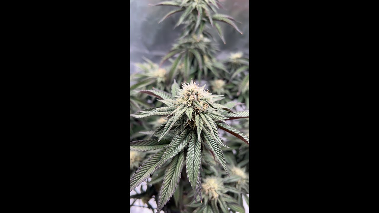 Tropicana Cherry 2x4 Grow Tent by Relentless Genetics... Alchesmist's Lab