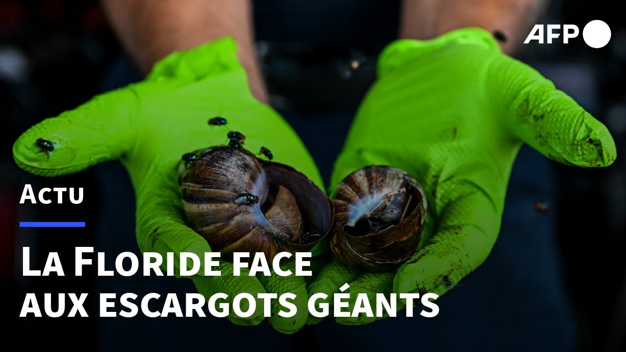 La Floride face &agrave; un p&eacute;ril rampant: les escargots g&eacute;ants | AFP
