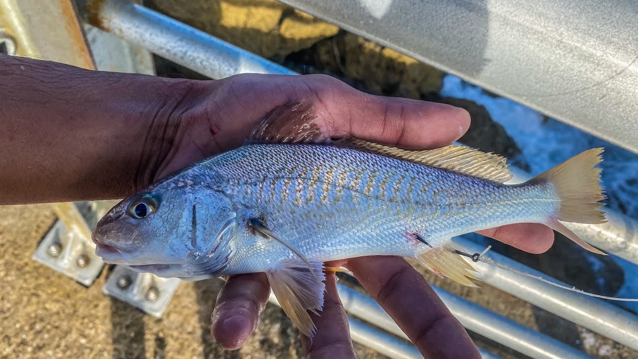 استخدمت اغلى الطعوم فى فلوريدا مش هتصدق اصطادنا ايه 😱🦈