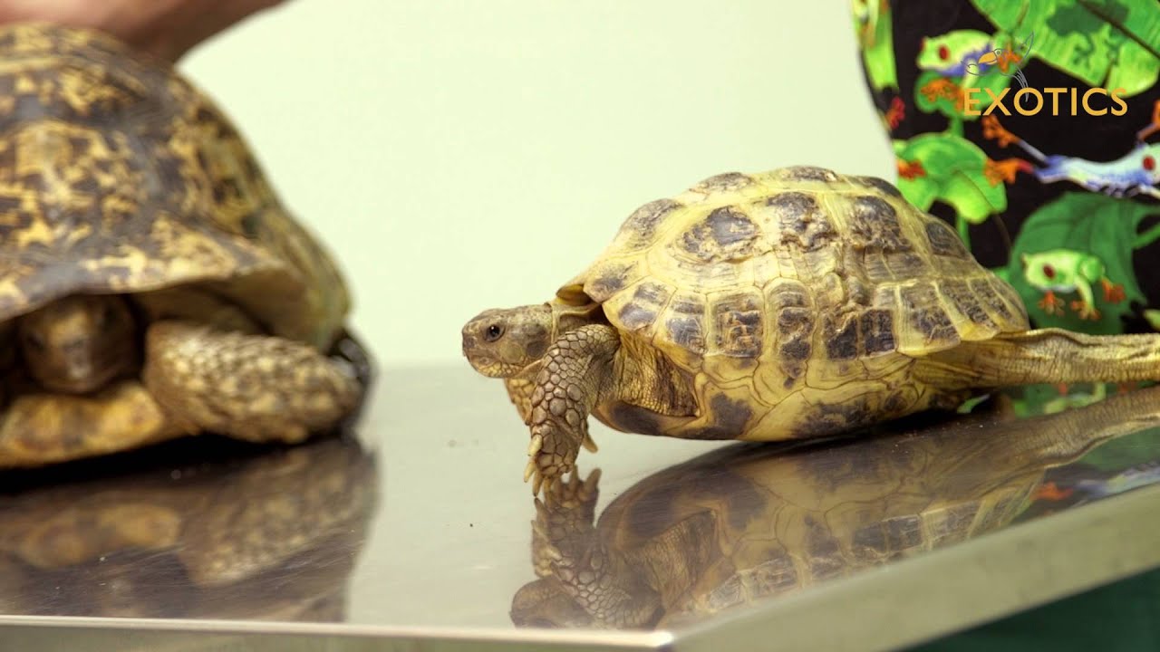 Hibernación en tortugas de tierra - Veterinario Animales Exoticos