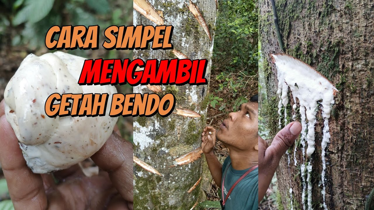 mudah cara mengambil getah bendo terep untuk pulut burung