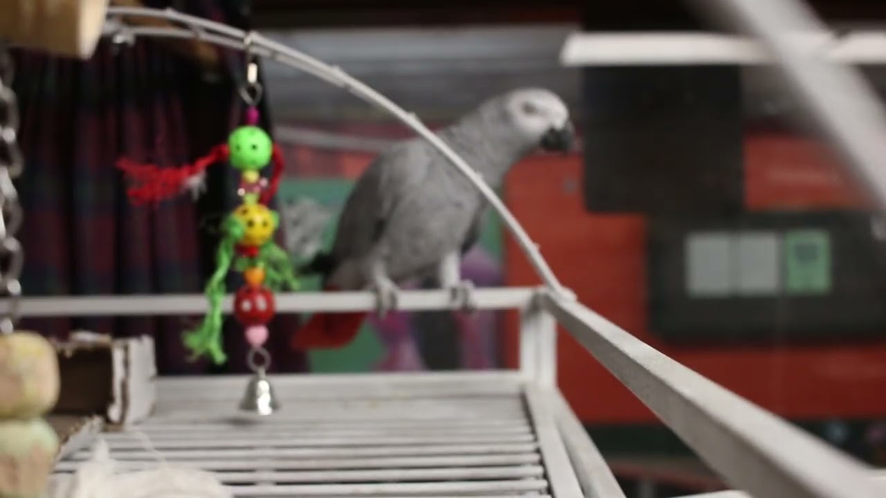 2023.05.27.3 - Chiquita