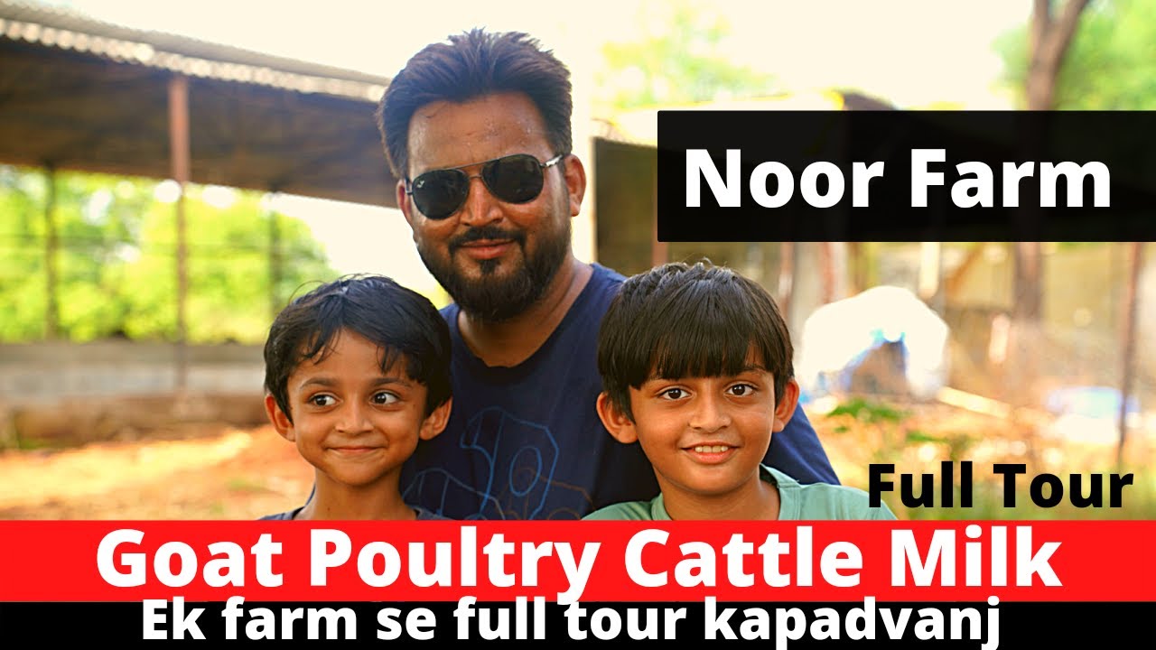 Goat | Poultry aur cattel farming ek sath | Noor Farm |
