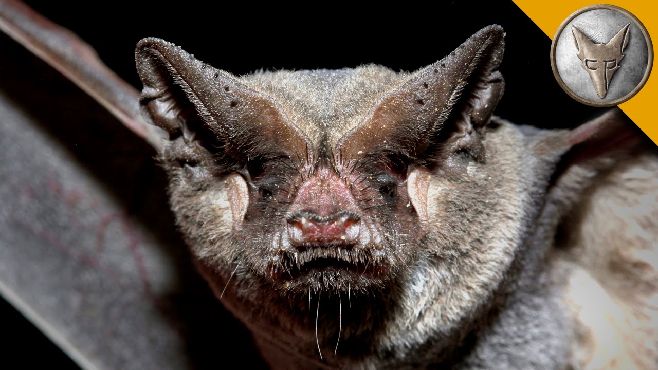 What REALLY Happens When You Search for Bats at Night