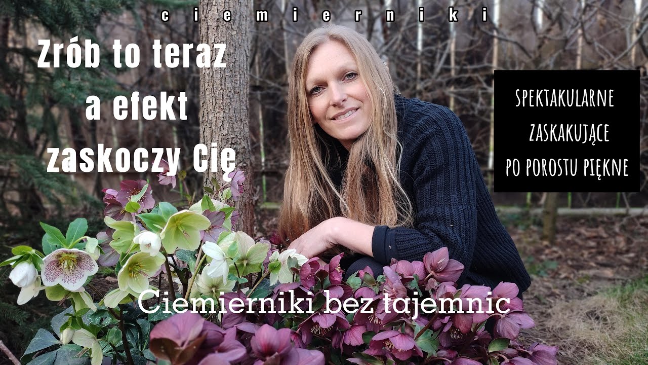 Ciemierniki zaskakujące byliny