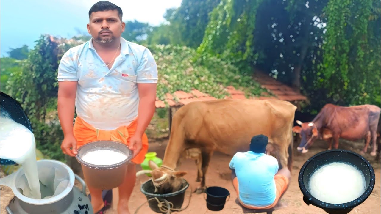 மீனவர் கிராமத்தில் 10 மாடுகள் அரோமா நிறுவனத்திற்கு பால் ஊற்றும் மீனவர் இளைஞர் | Siva Arun Tv