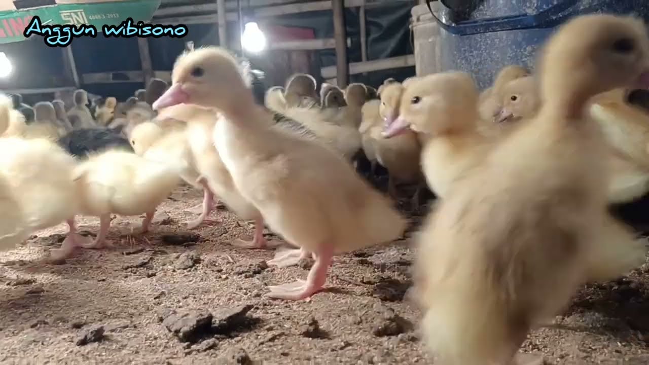 DOD BEBEK PEDAGING 300 EKOR, Sistem Brooding Tanah