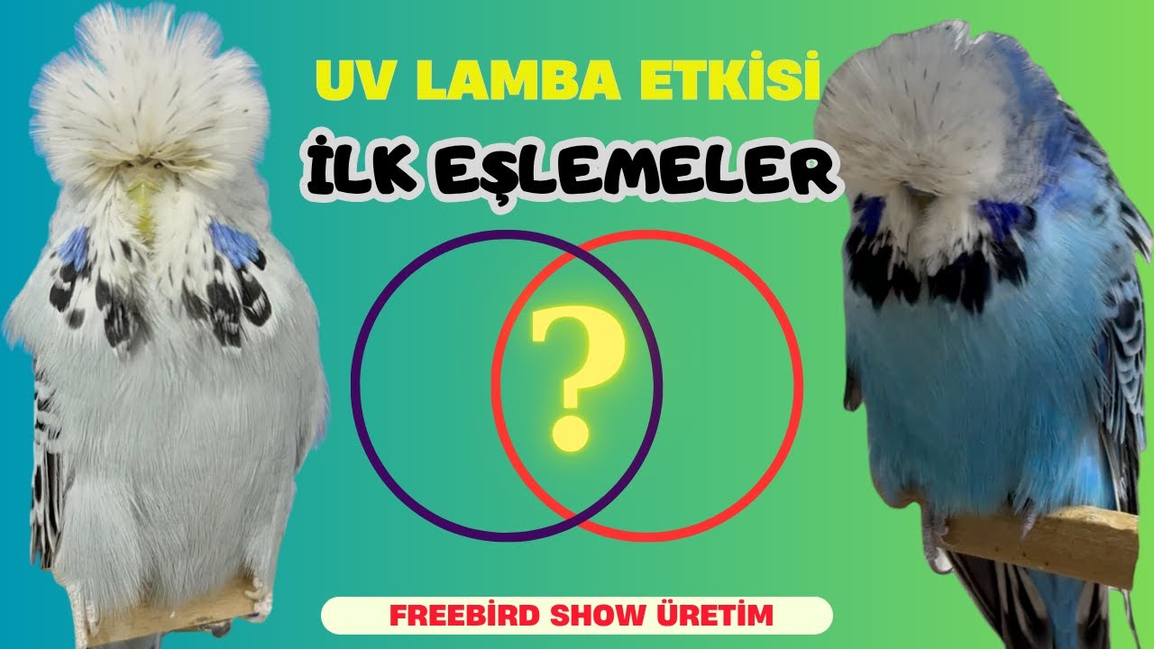 MUHABBET KUŞLARINA UV LAMBA ETKİSİ ve SHOW EŞLEMELERİ