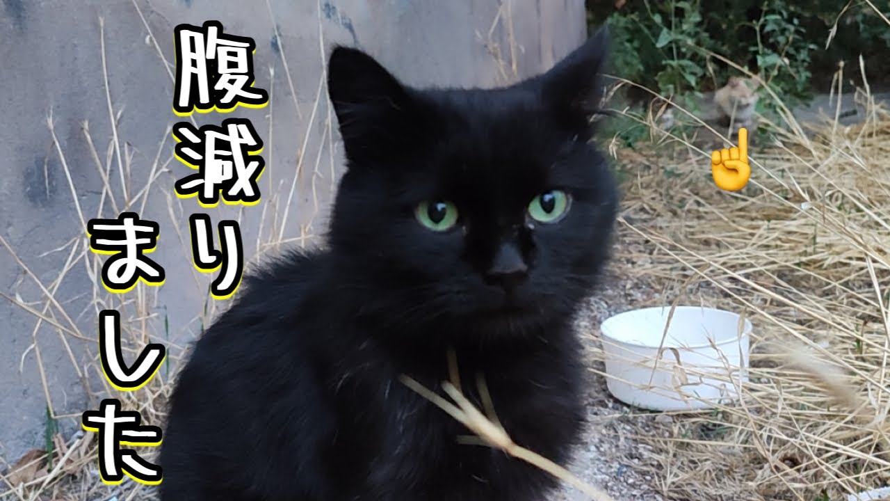 可愛い黒猫の野良猫に餌をやったら、予期せぬネコがこちらをじっと見ていた😭