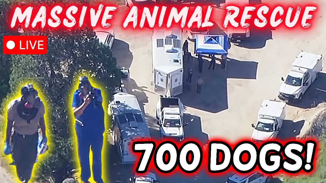 🔴 700 DOGS & CATS: Massive Animal Rescue Operation Underway in Los Angeles County
