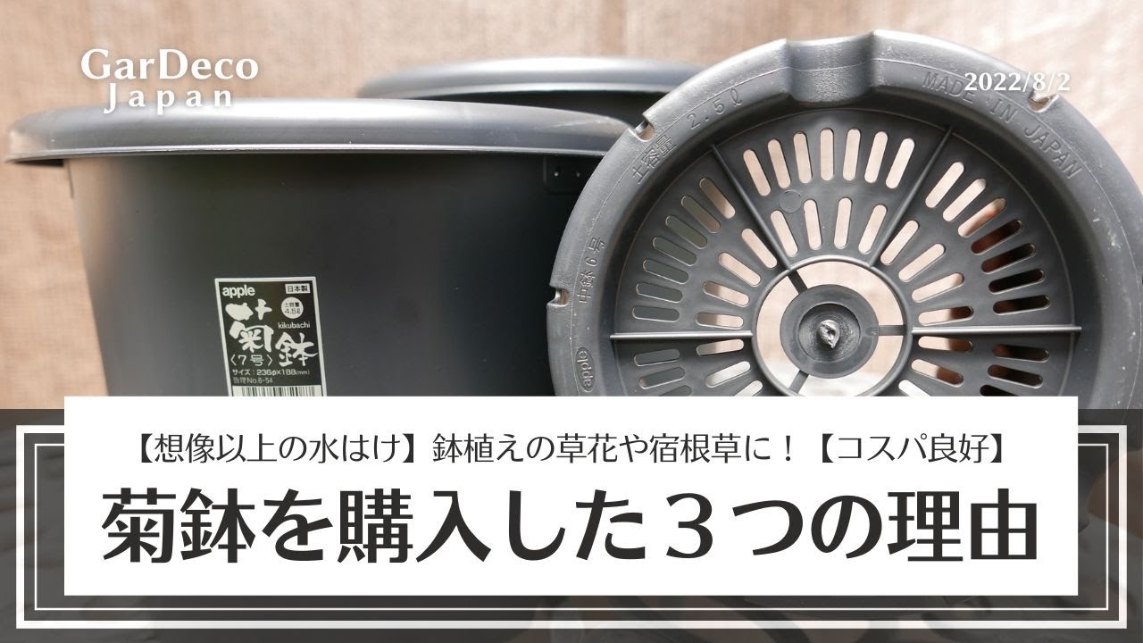 【想像以上の水はけの良さ】鉢植えの宿根草用に菊鉢を購入した３つの理由【コスパ良好】