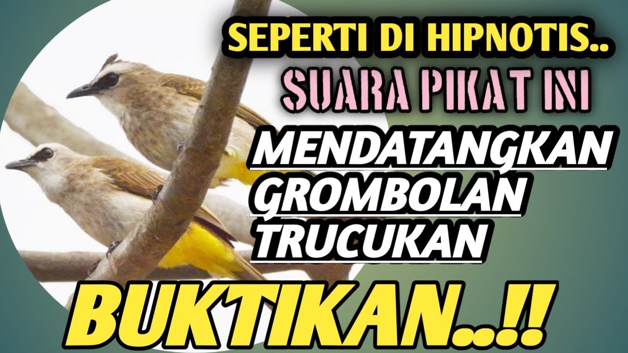 Trucukan gacor SUARA PIKAT TRUCUKAN PALING AMPUH 2024 di jamin mendekat & ngumpul , DURASI PANJANG