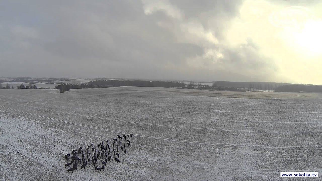 Lot nad stadem Żubrów