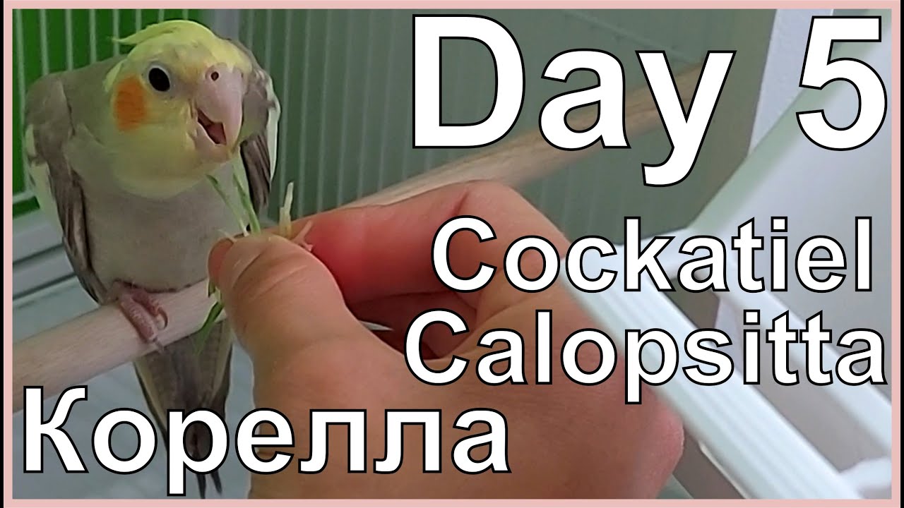 Funny Cockatiel Day 5. Life of Cockatiel. Vita da calopsitta. Жизнь кореллы