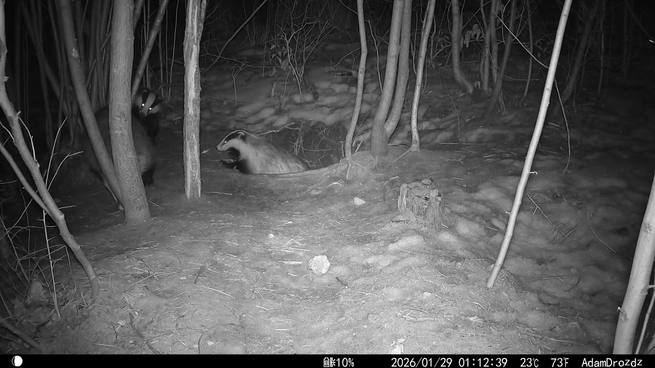 Cztery borsuki się bawią
