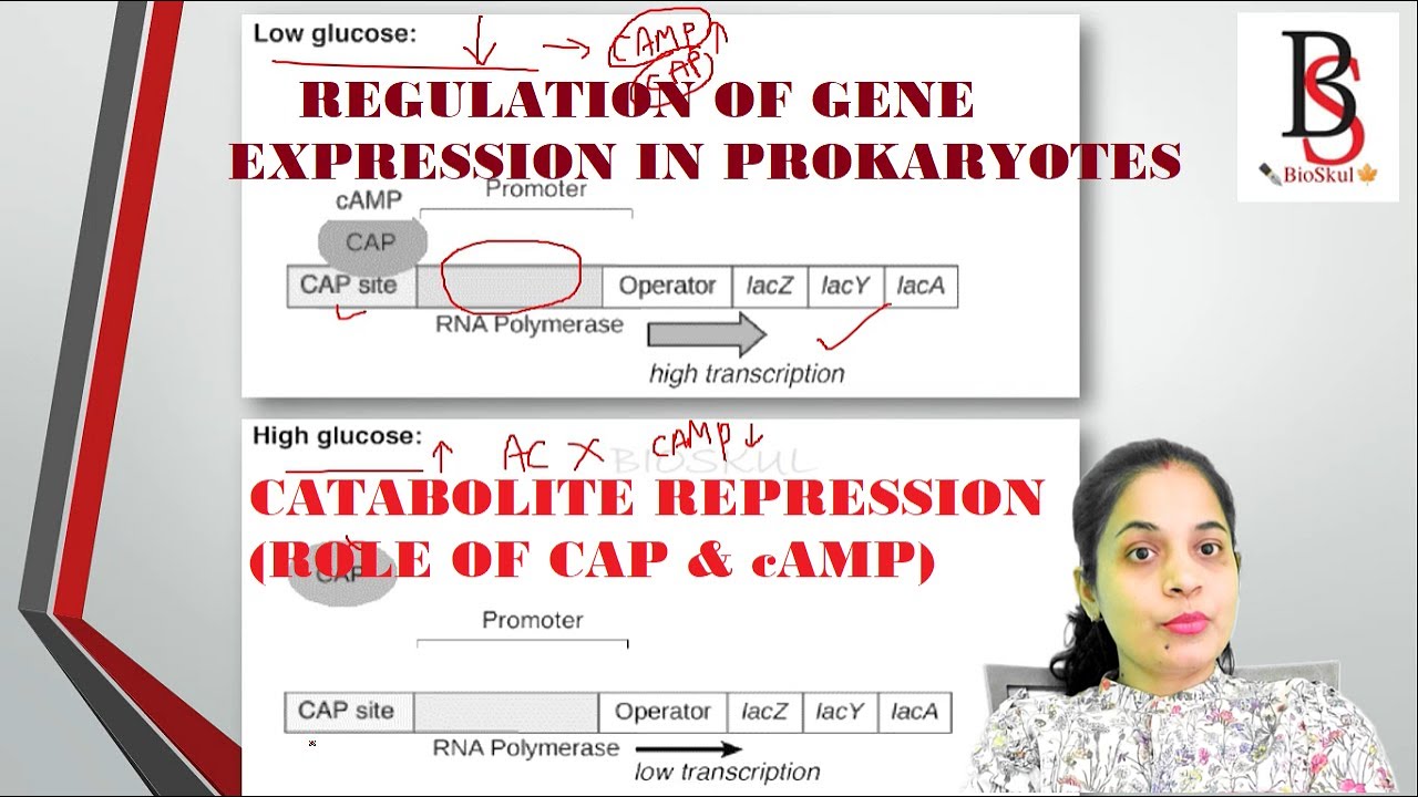 Catabolite Repression: Positive Control of Lac Operon// Role of CAP & cAMP