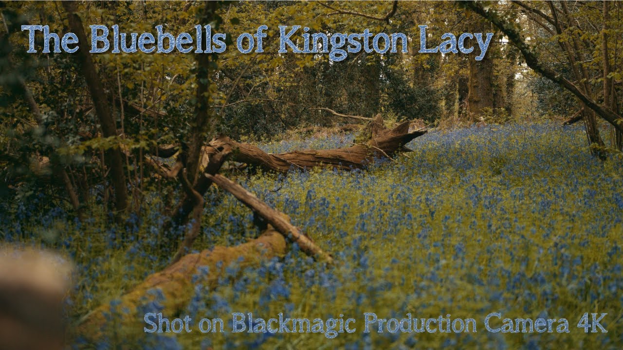 Bluebells of Kingston Lacy - Blackmagic Production Camera 4K.