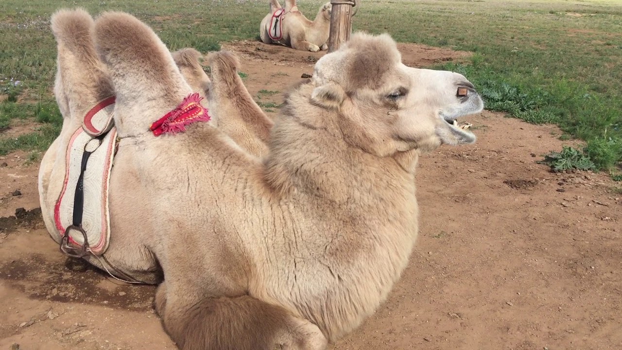 Mongolian Furry Bactrian Two-Hump Camel