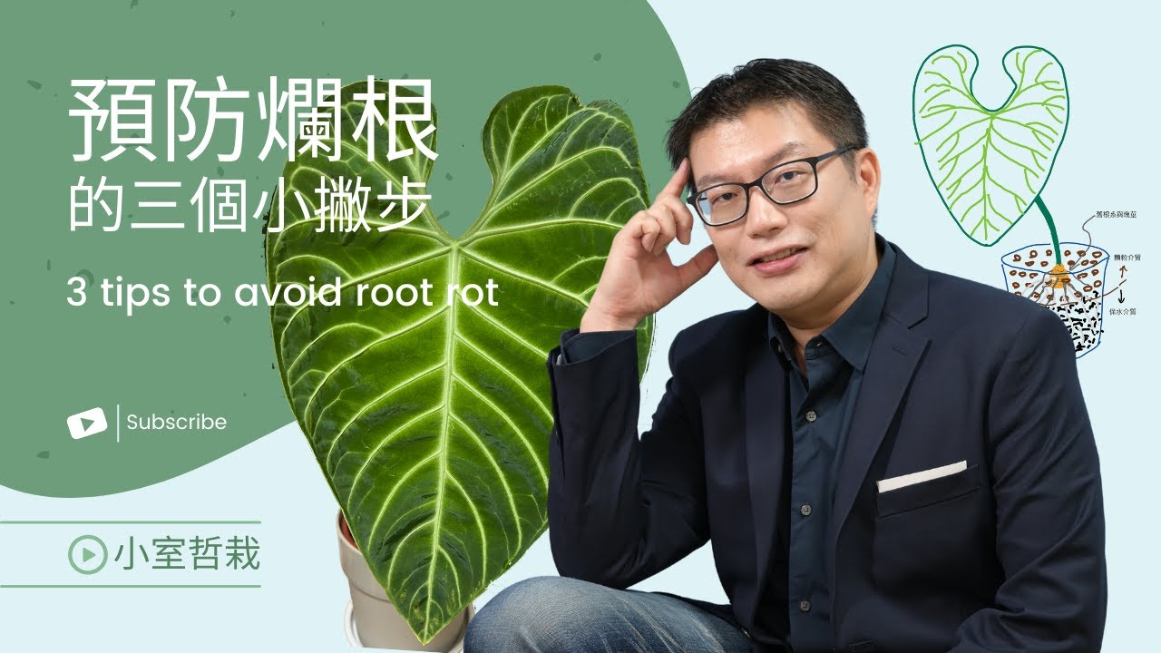 [CC字幕] 預防爛根的三個小撇步 | 觀音蓮、火鶴、花燭 別怕！ | 3tips avoid root rot | 小室哲栽 | 假日農夫 EP10 | #華生觀音蓮 #網紋斑馬觀音蓮 #皇火鶴