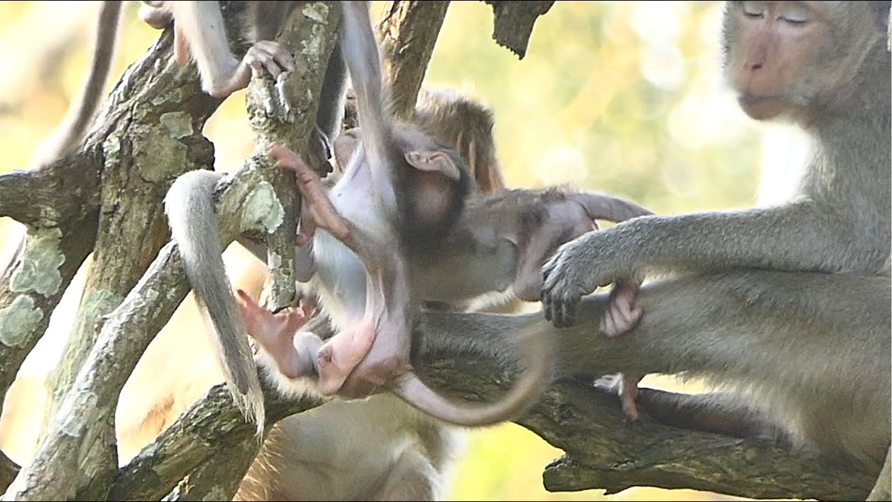 Monkey Jasper Asking Monkey Peck Follow Behind This Climbing Time. Monkey Jasper Teaching Peck.