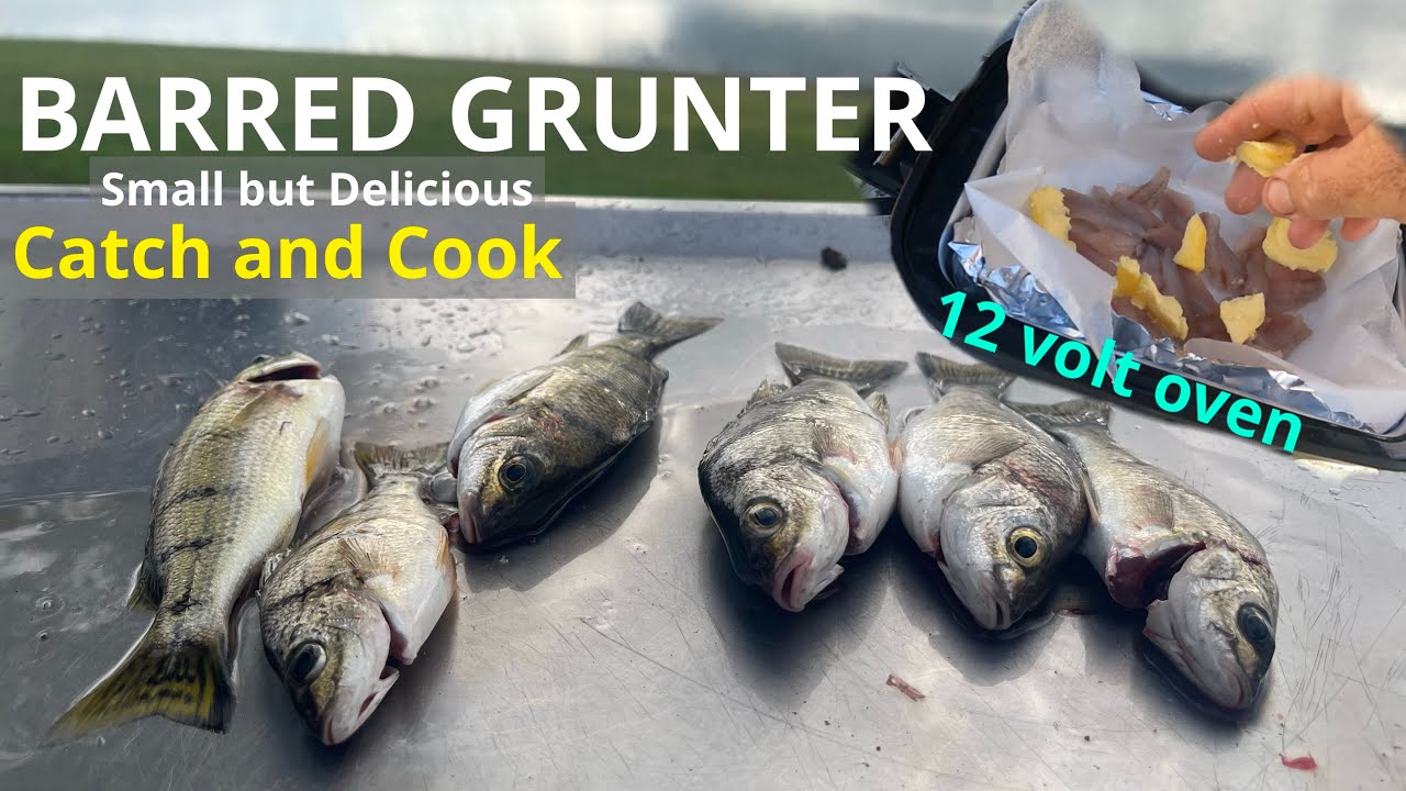 Barred Grunter Catch and Cook Small but Delicious
