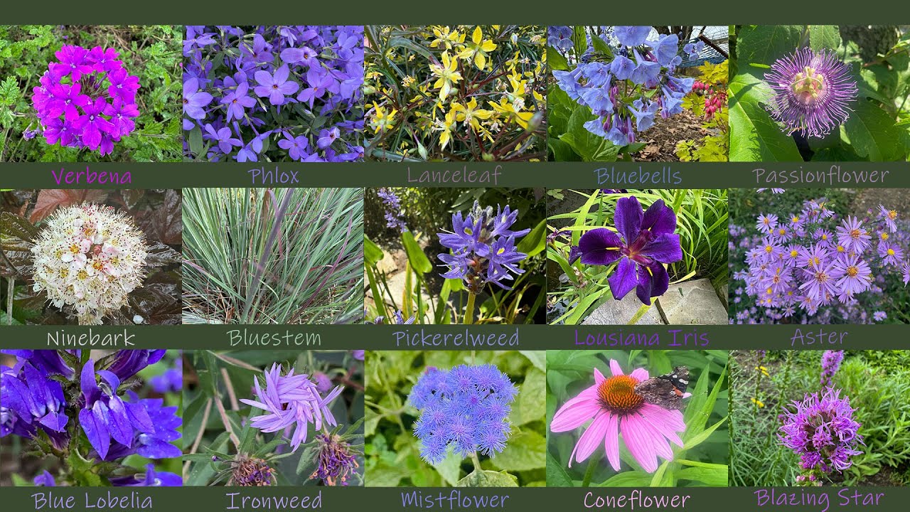 17 Native plants with blue or purple flowers or foliage