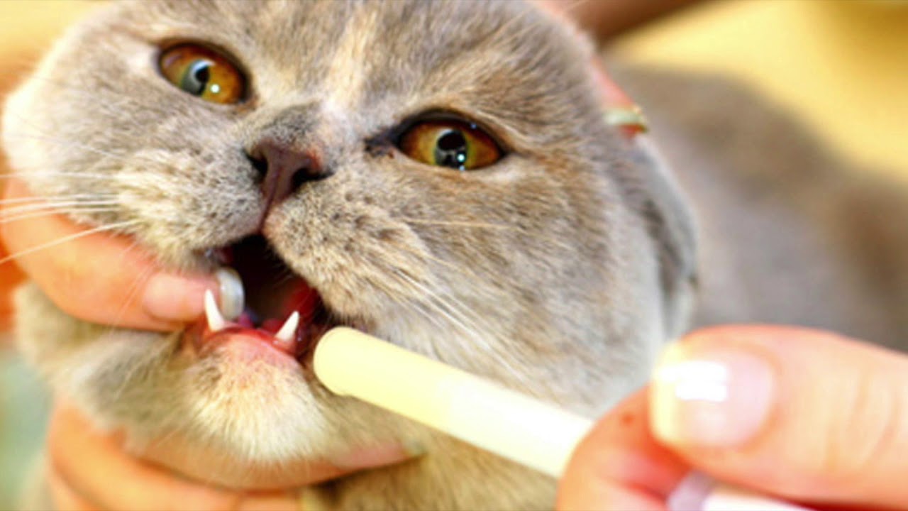 Come dare medicamenti a gatti e cani?!?  - Centro Veterinario Cornaredo