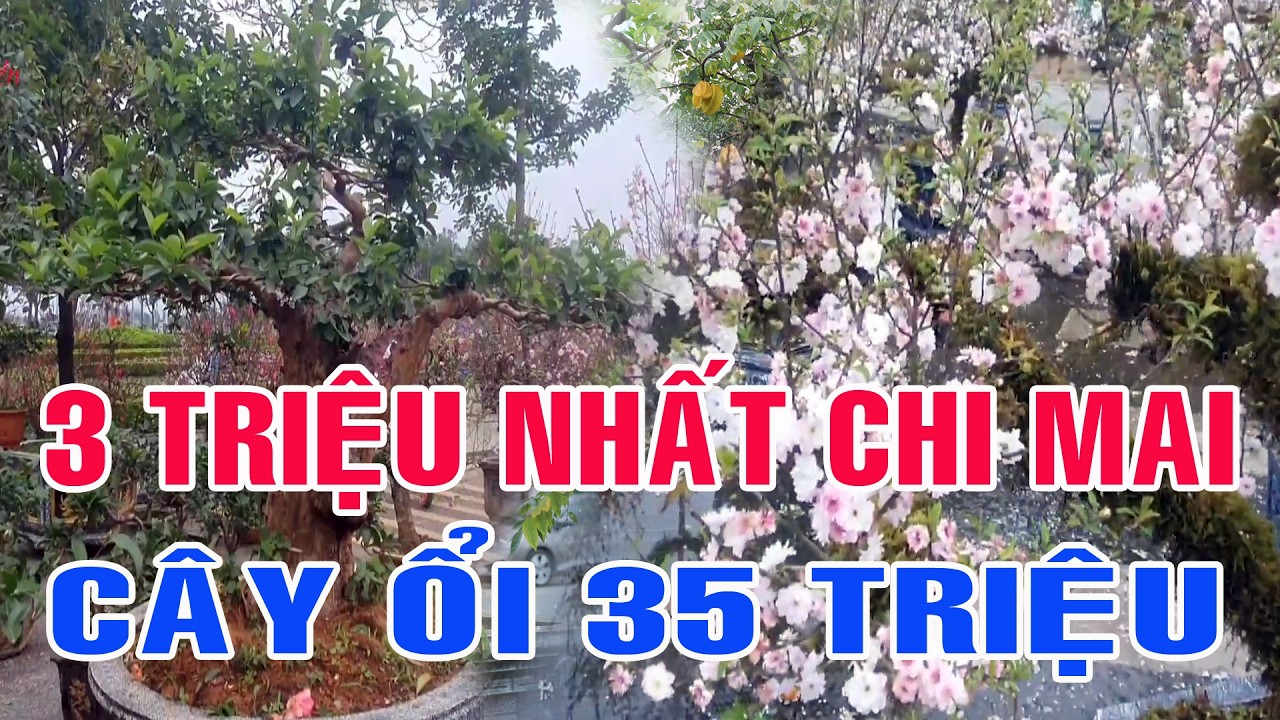 Tết 2026 | Cây Ổi 35 Triệu - Rực Rỡ Quất Đào Ngày Tết - Người Mua Sắm Đã Đông Hơn - Phố Đã Xuân