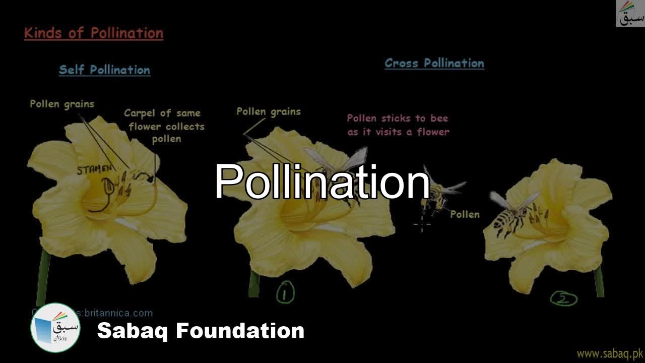 Pollination, General Science Lecture | Sabaq.pk