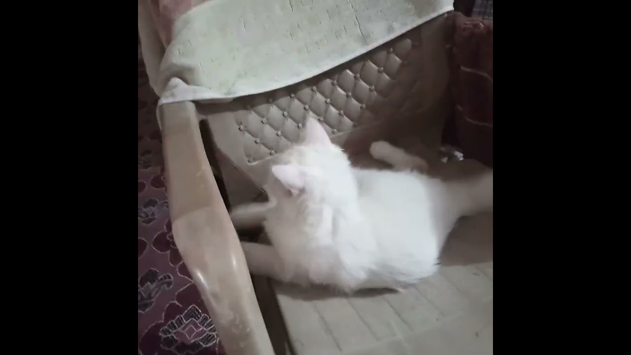 Lui's masti