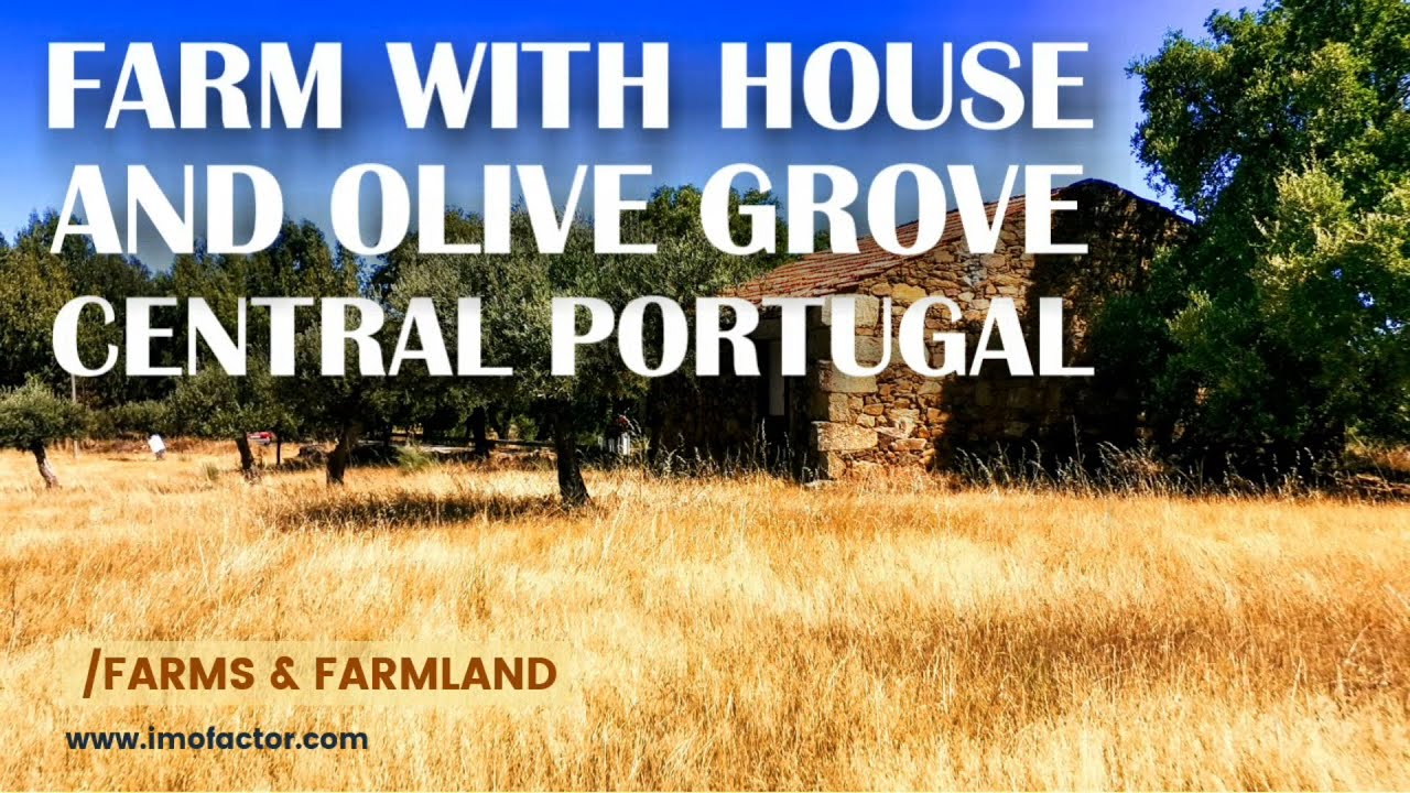 🔆 3,5 ha FARM for Sale / HOUSE & Olive Grove / Central Portugal | Sold