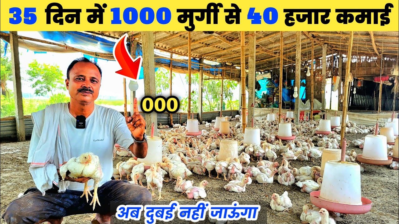 1000 मुर्गी पालन से कितनी कमाई | दुबई की नौकरी छोड़ शुरू किया बॉयलर मुर्गी फार्म | poultry farming