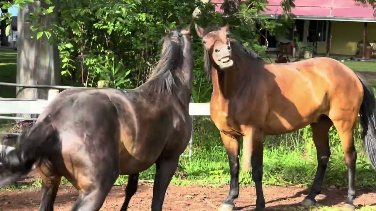 Play fighting horses Hawaii