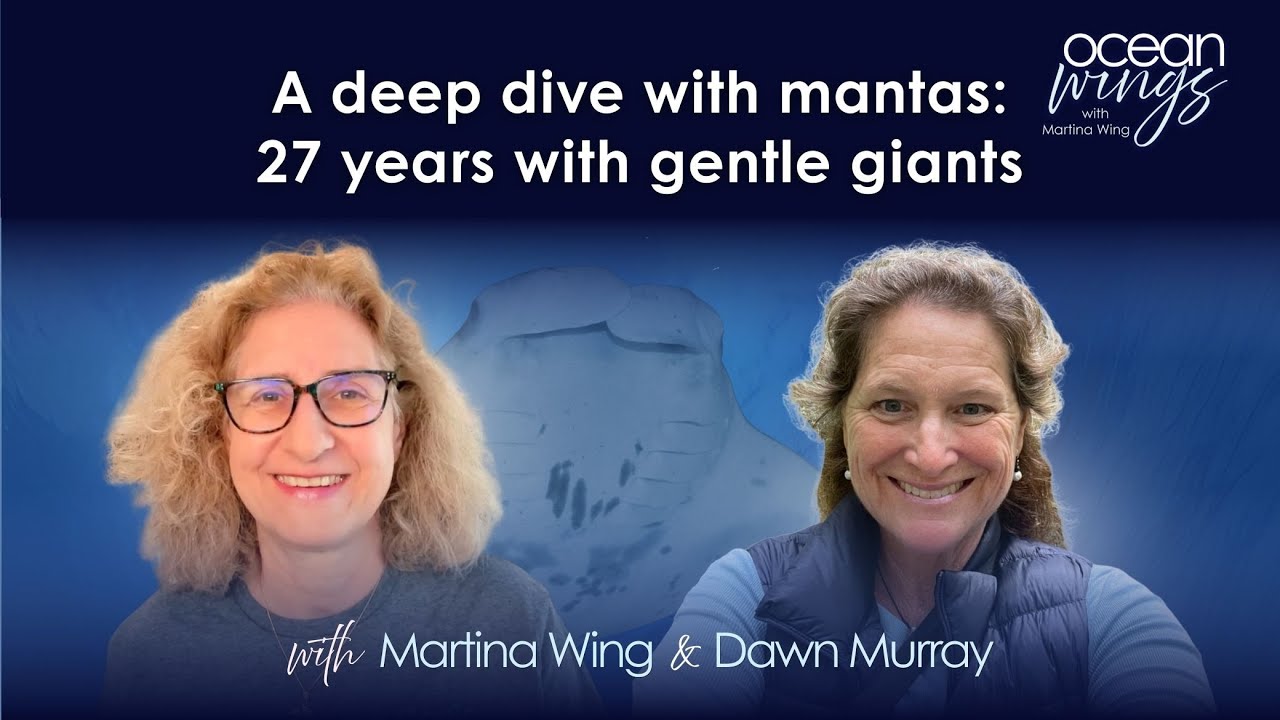 The lives and habits of manta rays: Dawn Murray interviews manta expert Martina Wing
