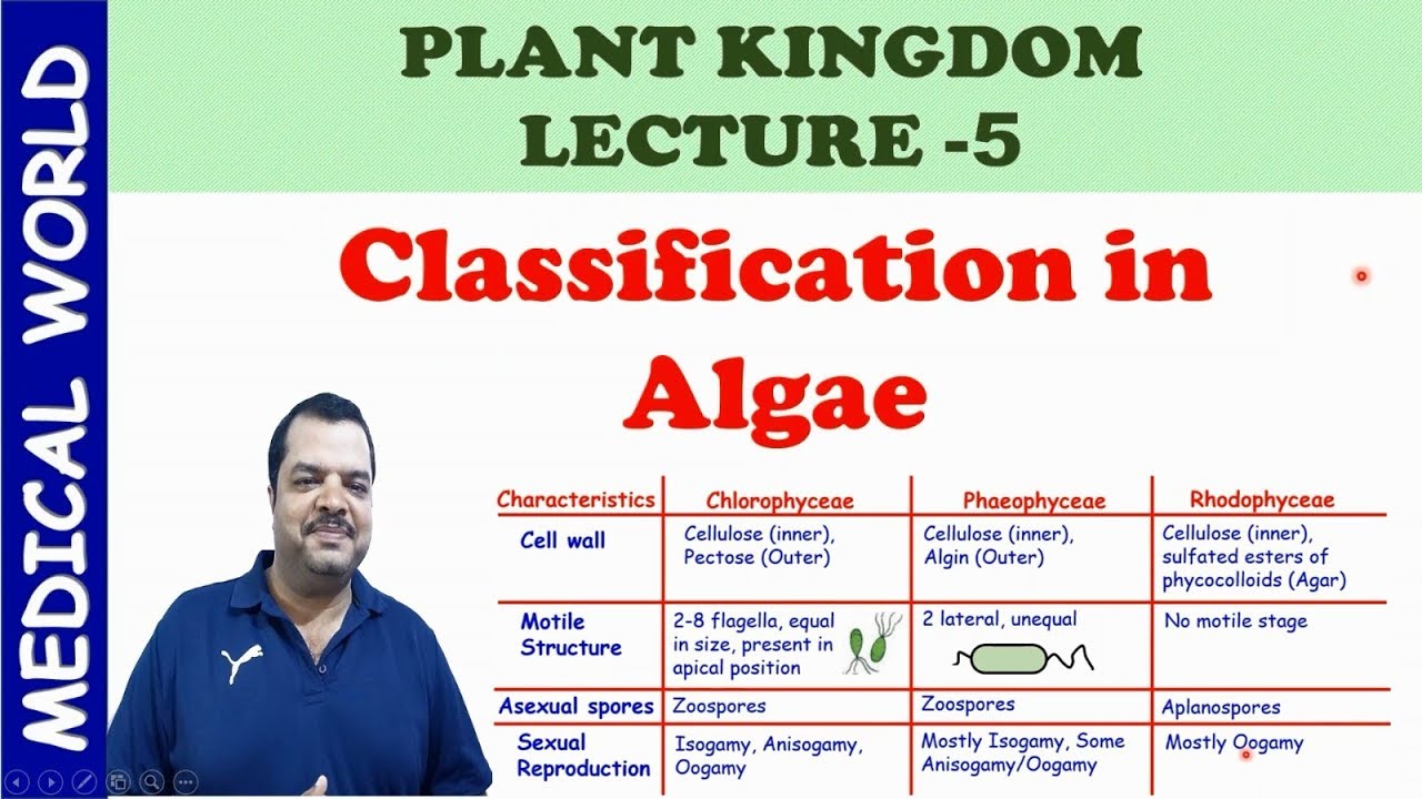 CLASSIFICATION IN  ALGAE | PLANT KINGDOM | LECTURE 5