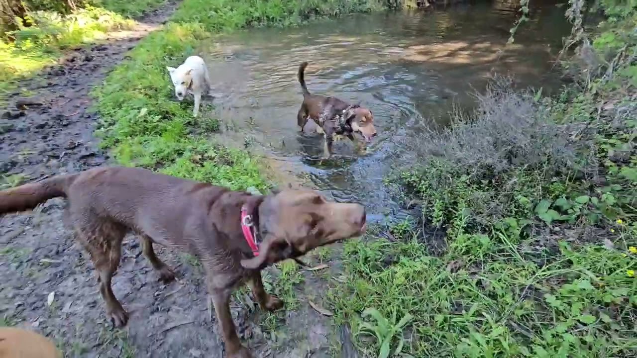 Carl, Yoshi, Bubbles and Archie on Thursday 2026-03-12