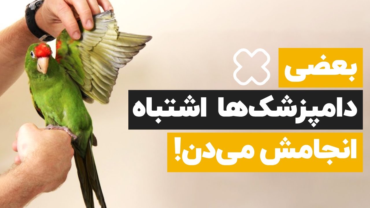 👇👇👇اصلاح ناخن و بال و نوک طوطی ضروریه؟🐦⛔چه کسی باید انجامش بده؟