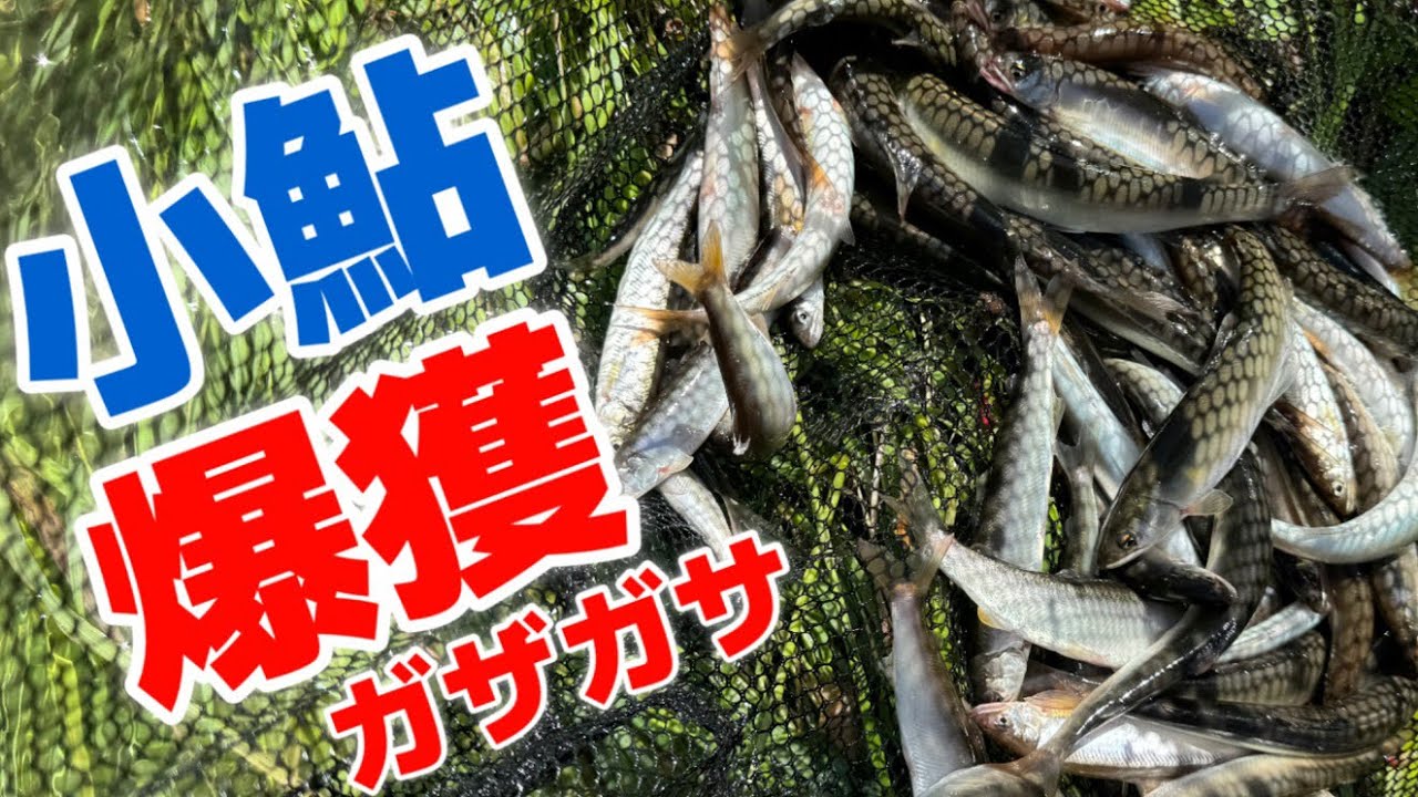 小鮎爆獲れ！2024小鮎の遡上が始まりました #小鮎 #ガザガサ #琵琶湖