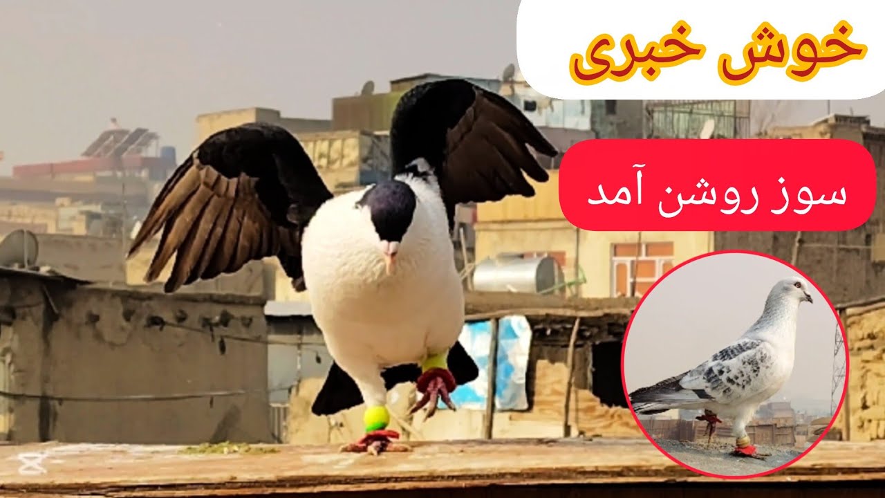 خبر خوش! سوز روشن ما آمد  ،  شوق امروز دیدنی تر از همیشه                      ❤شوق شاهی❤
