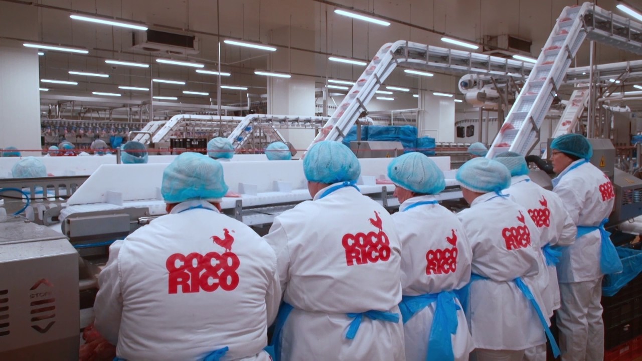 Cum se produce carnea de pui CocoRico